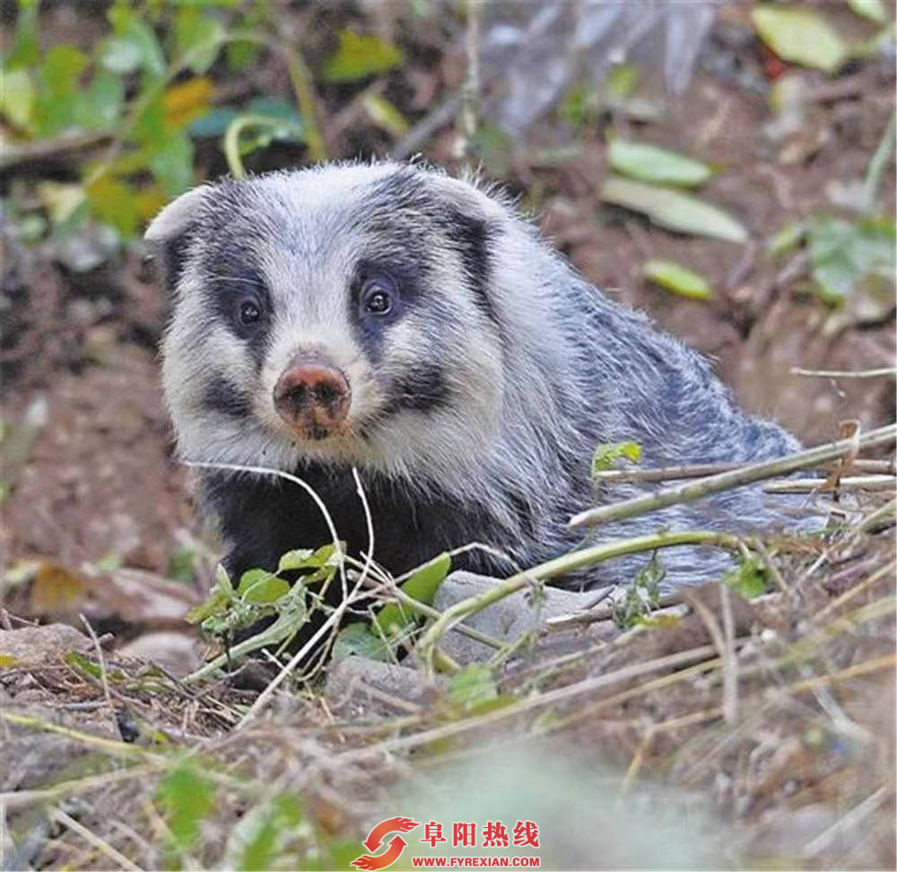 阜南县老观乡惊现《少年闰土》中的 神秘动物