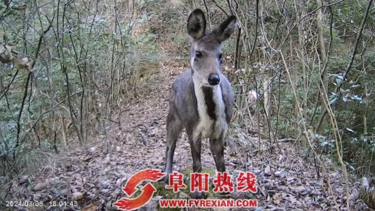 安徽麝现身岳西县！系国家一级重点保护野生动物