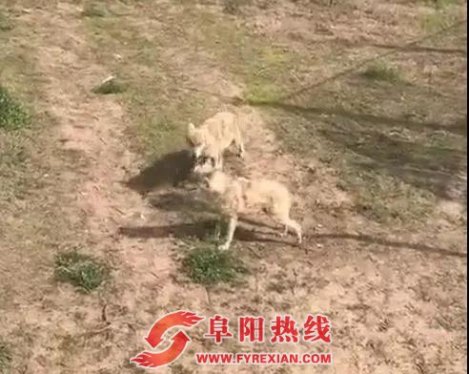 阜阳“网红狼”又开始走八字步了!