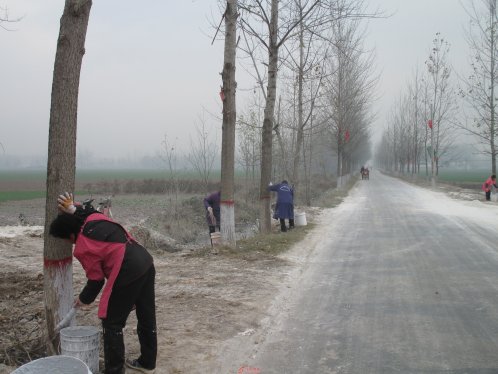 界首市新马集：树木刷白扮靓路容路貌