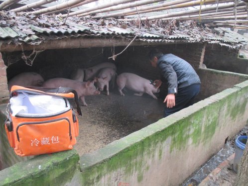 界首市新马集镇 强化动物防疫保安全