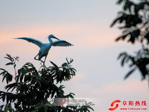 阜阳界首邢庄人鸟和睦成白鹭栖息地