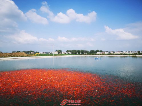 新闻战线大练兵|太和县马北村：集体经济引导水产养殖业助力脱贫