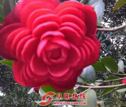阜阳首届“茶花节”即将登场，璀璨阜城
