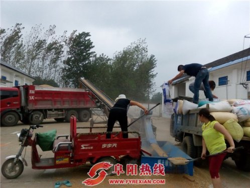 舒庄镇：种植合作社 架起群众售粮新渠道