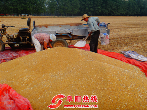 图片新闻：界首芦村镇小麦喜获丰收