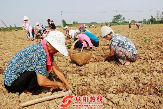 界首西城300亩药菊种植正当时