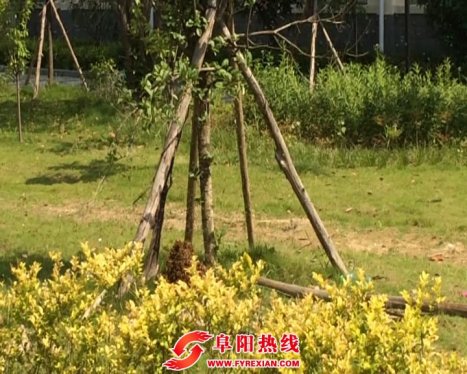 群蜂为祸校园 颍东消防火攻驱除