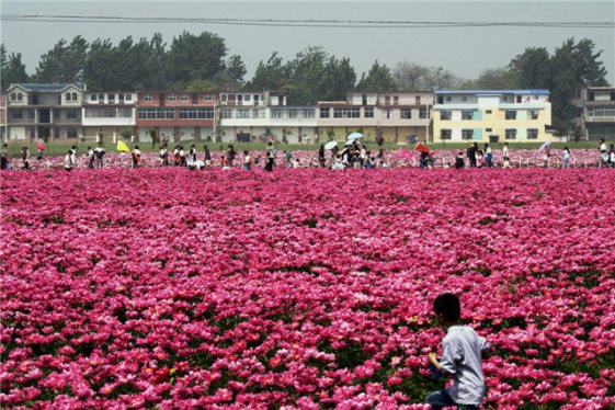 界首市：千亩芍花醉游人