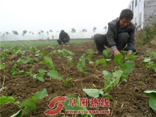 阜南加强冬季作物田间管理