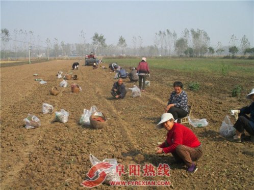 界首市新马集：中药育苗收益好