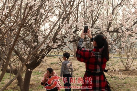 阳春三月，太和县樱桃花盛开