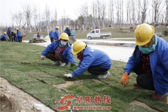 铺设草皮建绿养绿  美化界首城市环境