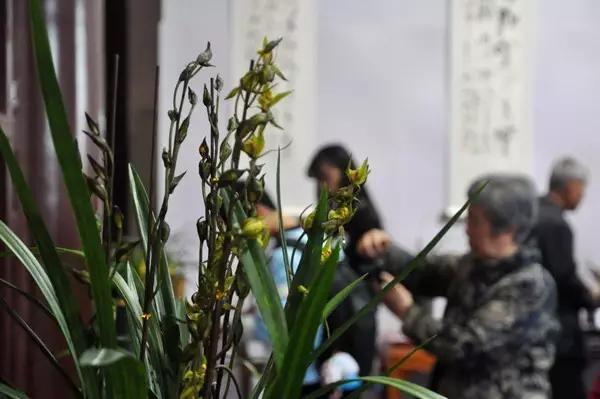 阜阳生态园首届兰韵·丹青兰花艺术展开幕