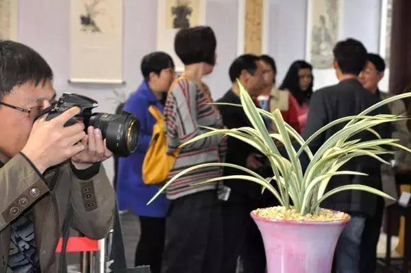阜阳生态园首届兰韵·丹青兰花艺术展开幕