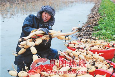 临泉：大塘莲藕喜获丰收