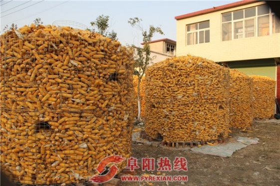 光武镇玉米丰收 粮满仓