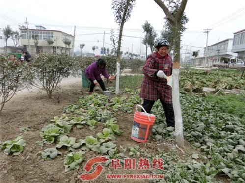 界首市舒庄镇：冬季树木涂白保暖防虫害