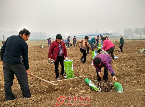 界首西城打造百亩生态观光葡萄采摘园