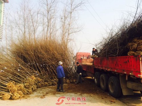 界首王集镇：种植四季风景林  加快生态文明建设步伐