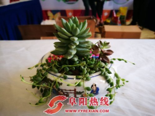 丽丰一品 多肉植物DIY “绿”动缤纷生活