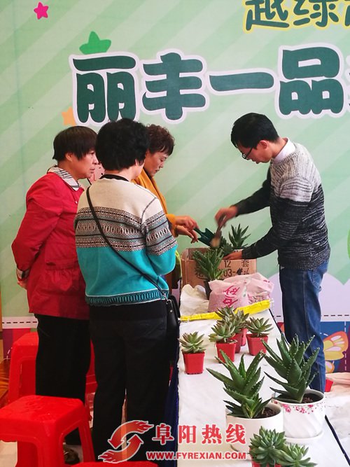 丽丰一品 多肉植物DIY “绿”动缤纷生活